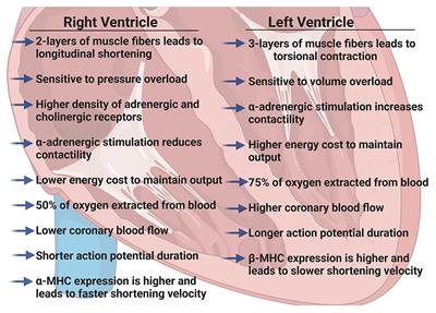 Frontiers Physiology of the Right Ventricle Across the Lifespan